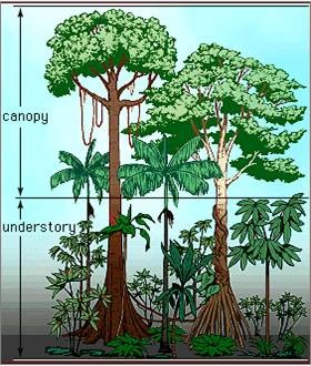 Canopy and Understory