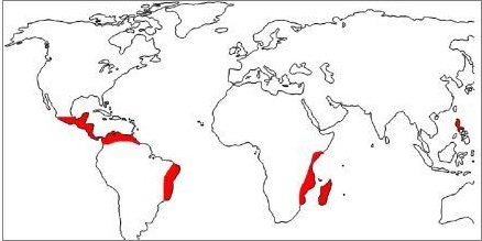 Tropical Monsoon Climate